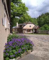 Eisenhammer blüht auf